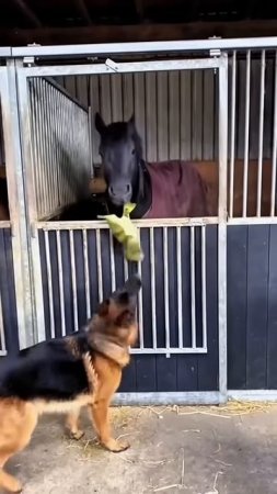 Собаки  💖 лошади 🤔🐶🐴💥