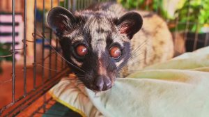 Kopi Luwak Coffee Farm, Dalat, Vietnam