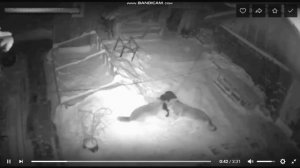 ВОЛК ИЛИ СОБАКА КТО СИЛЬНЕЕ - РАЗБИРАЕМСЯ.