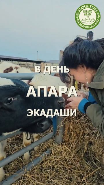 🌿 Присоединяйтесь сегодня 23 мая в 15:00 мск 
к онлайн-кормлению коров в день Апара экадаши 🐄✨