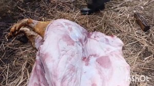 Разделка свиньи. Нож из стали м2.