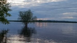 Кама разлилась.Чайки в шоке!