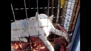 Собака Хаски поёт песню / Husky Dog