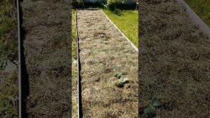 Мини обзор моих посадок)))