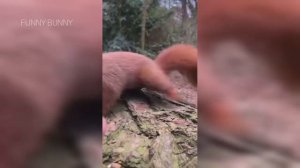 Смешное видео с животными, танцующие коты и собаки. Подборка прикольных видео 2022