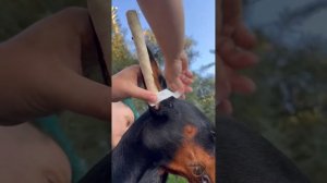 Мотаем уши щенку добермана часть 2. Питомник добермано