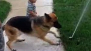 Немецкий овчарка спасает шестилетнего мальчика от на?