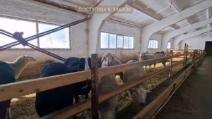 Племенные овцы Тексель и Цвартблес! Овцеводство, как б