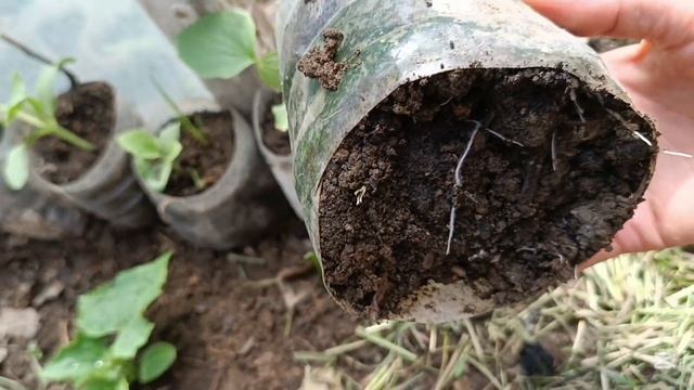 Желтеет Рассада ОГУРЦОВ - Скорая Помощь