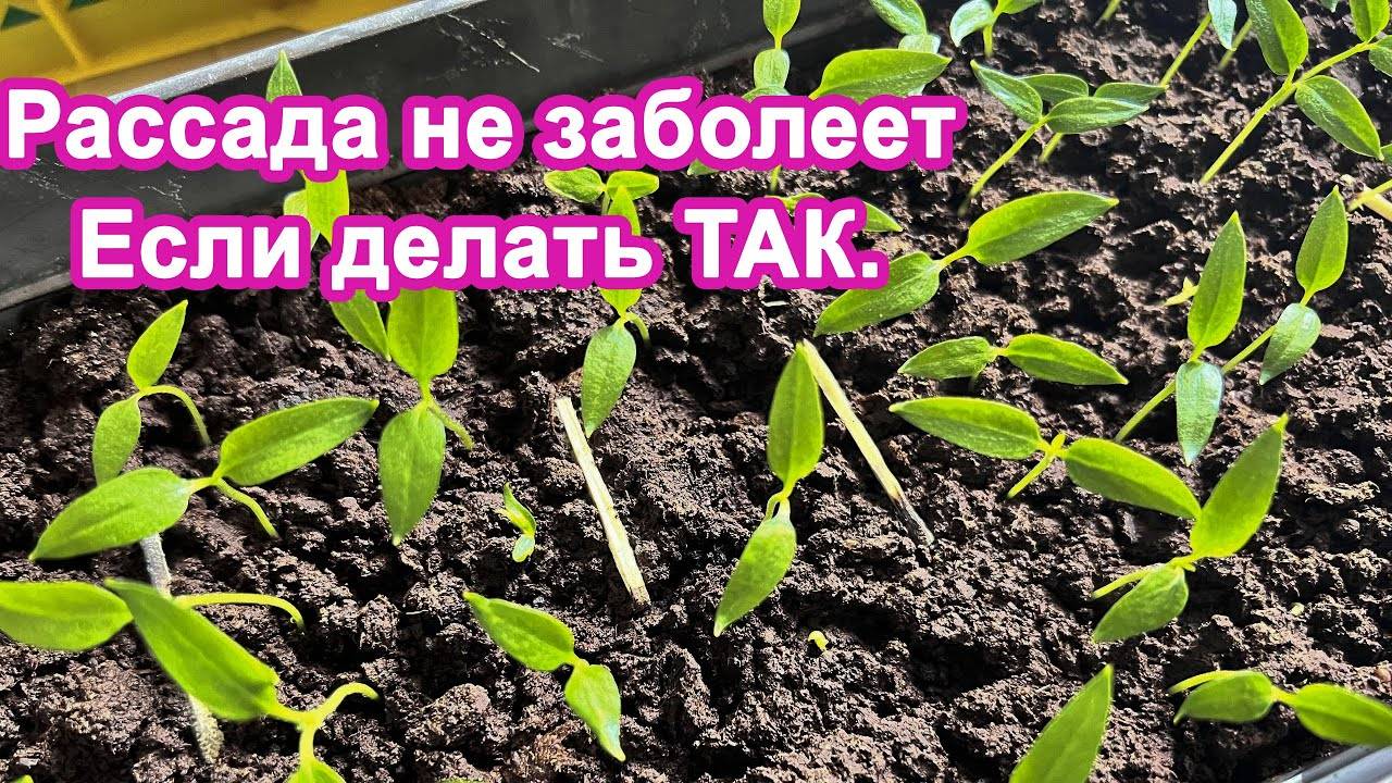 Бесплатный рецепт от болезни рассады. Рассада не заболеет.