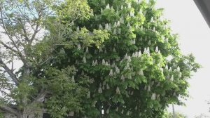 Цветёт каштан.