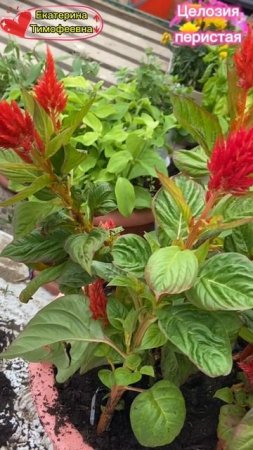 Целозия перистая Красное перо #целозия  #цветы #цветок #топыкатегорий