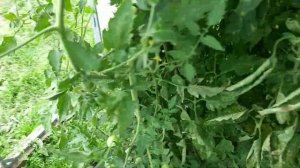 Томат Гроздевой F1. Сравниваем результаты опыта F1 и  F2.