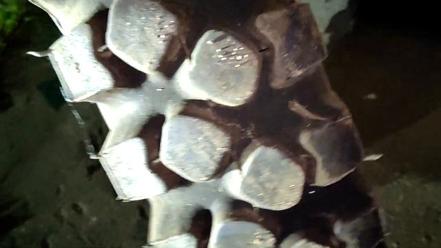 Шины я-101 пятаки, для газ 69, для нивы, продаю на авито смотреть онлайн