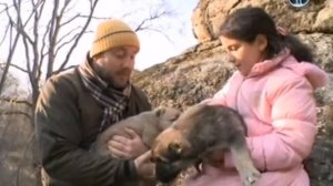 Армянский Гампр. Планета собак ( Armenian Gampr, Dogs planet wolfhound) ?