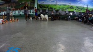 От щенка до Чемпиона.Первая выставка .Тайский риджбек