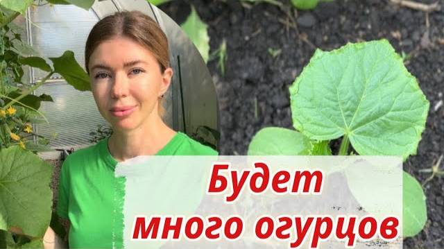 🌱 ЛУЧШИЕ СОРТА ОГУРЦОВ ДЛЯ ОТКРЫТОГО ГРУНТА