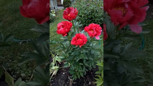 Пион Red Red Rose