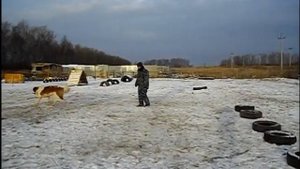 Московская сторожевая. Элементы дрессировки.