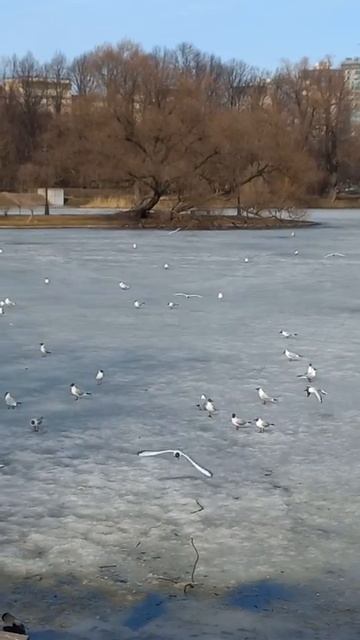 парк Победы.Апрель.чайки. смотреть онлайн