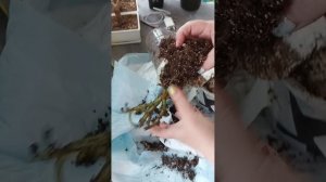 как я заплатила, за то что б мне погубили растение