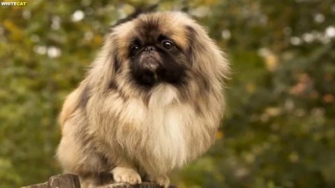 ПЕКИНЕС ВСЁ О ПОРОДЕ. ПЛЮСЫ И МИНУСЫ ПОПУЛЯРНОЙ ПОРОДЫ