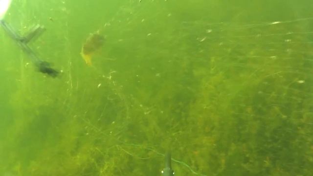 Окунь затупан быдло чайка и любопытная очкадавка