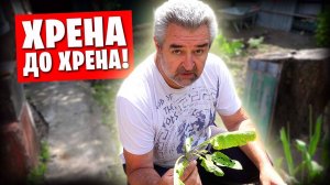 Сделал новые грядки / Рассады становится всё меньше / Посылка из Москвы очень порадовала!