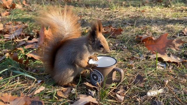 Согревающая чашка орехов для белочки смотреть онлайн