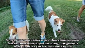 Кромфорлендер.