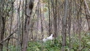 Охота на вальдшнепа с английским сеттером EDO od RACE