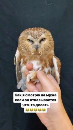 @video_smeshnye (5).mp4