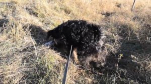 Цвергшнауцер