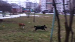 Собачьи бои. Амстафф против овчарки