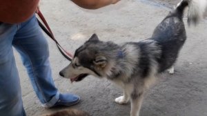 Маламут разговаривает с хаски