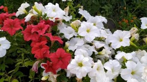 Далекий город 14 серия русская озвучка Турецкий сериал