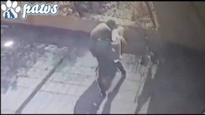 Акита нападает на человека !!!