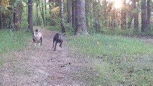 Уиппеты гуляют #poletmechty  #whippet #изполётамечты