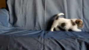 джек рассел терьер щенок 45 дней 1-1 Jack Russell puppy