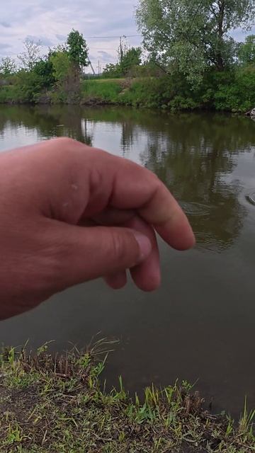 карась на мормышинг Nautilus FUKURU 0.1-0.8 гр. И ты сможешь.... #shorts #мормышинг #рыбалка смотреть онлайн