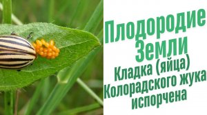 Средство от Колорадского жука.