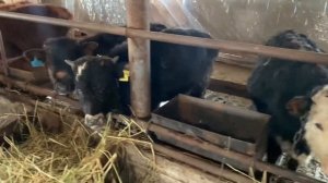 Откорм бычков. Болезнь Ящур. Рассказываю как лечу бычк