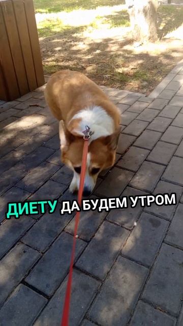Собака пылесос #корги #corgi #shortsdog #corgidoge #коргищенки #при? смотреть онлайн
