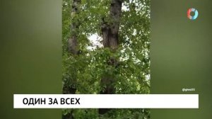 Один за всех