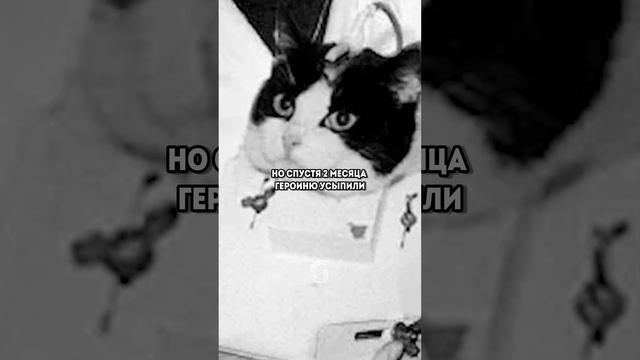 Первая кошка в космосе!