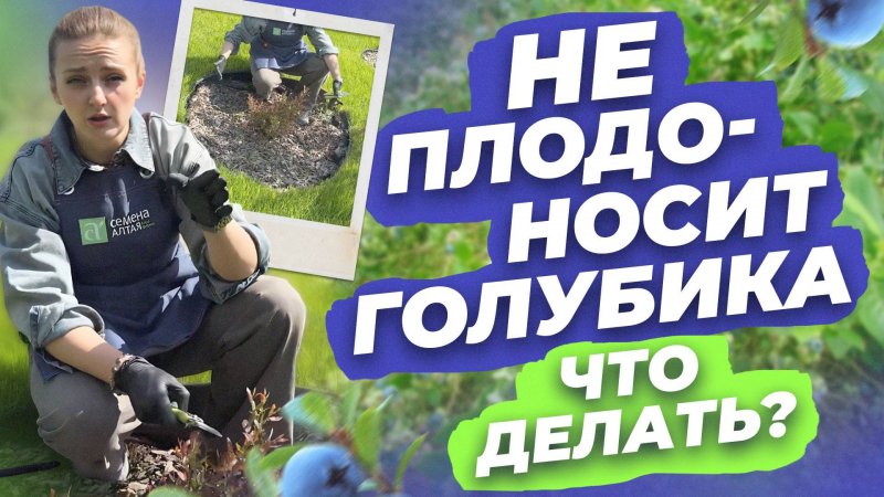 НЕ ПЛОДОНОСИТ ГОЛУБИКА. ЧТО ДЕЛАТЬ?