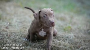 Щенки питбуля на продажу питомник Dragon Life. Купить щенка