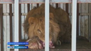 Что грозит любителям содержать дома экзотических животных