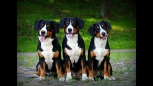 Энтлебухер зенненхунд