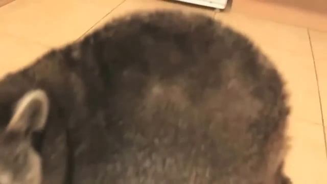 Прикол! Гоша что ты делаешь ?! Домашний Енот стащил туф? смотреть онлайн